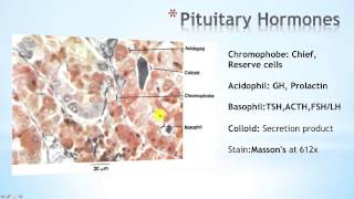 Hypothalamus Part 2 [upl. by Macintosh392]