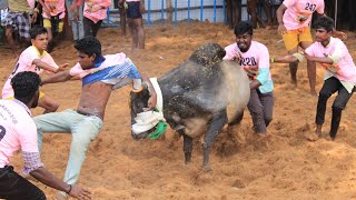 Kattikkulam Jallikattu 2023 Videos 02  கட்டிகுளம் ஜல்லிக்கட்டு 2023 Videos 02 [upl. by Eneryt159]