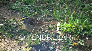 The song of the whitethroated sparrow in Quebec City [upl. by Leopoldeen]