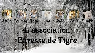 Caresse de Tigre vous souhaite de Joyeuses fêtes de fin dannée [upl. by Ardnosac417]