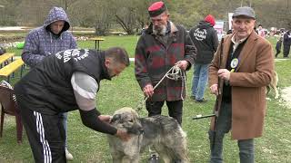 OCJENJIVAČKA SMOTRA PASA ŠARPLANINACA JEZERO 2024  YUGOSLAVIAN SHEPHERD DOG [upl. by Lorianna]