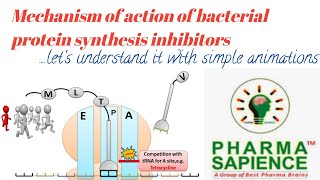 Mechanism of action of bacterial protein synthesis inhibitors By simple animation [upl. by Grodin]