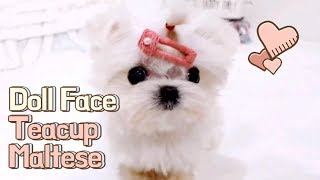 Teacup Puppy maltese puppies videos compilation  KimsKennelUS [upl. by Torey480]