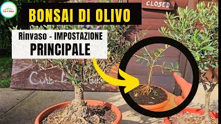 BONSAI DI OLIVO  RINVASO  POTATURA E PRIMA IMPOSTAZIONE [upl. by Sianna]