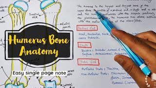 Humerus Anatomy  Part 1 anatomy 3d humananatomyinhindi [upl. by Felipe]