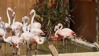 A group of greater flamingos [upl. by Eceela]