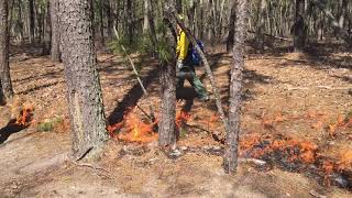 NJ Forest Fire Service Prescribed Fire at the Black Run Preserve [upl. by Nairde]