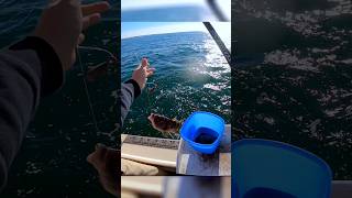 Fishing for black fish in Narragansett bay tautog fishing bottomfishing [upl. by Nilyarg578]