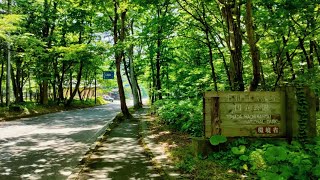 【Aomori Pref】Oirase Gorge～Lake Towada JR Bus Tohoku [upl. by Kile]