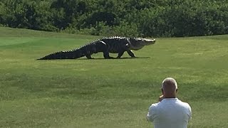 Giant Gator Walks Across Florida Golf Course  GOLFcom [upl. by Baler]