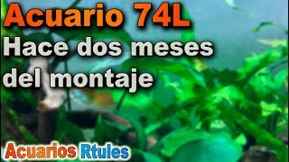 Seguimiento del acuario  Las Colisas son lo mejor contra las Hydras [upl. by Yeta]