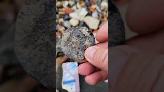 Finding a Goose Head  Mudlarking the Thames River mudlarking [upl. by Kcirreg]