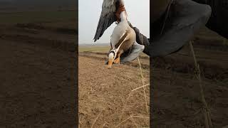 Bar Headed Goose  Hunting videos  shikar  Sameerhunter  goose migration barheadedgoose [upl. by Ahsikrats776]