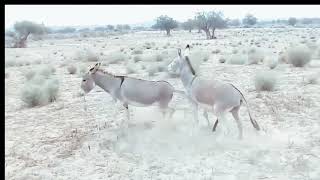 Incredible Donkey Pairing  Animal Mix Activities [upl. by Giorgio388]