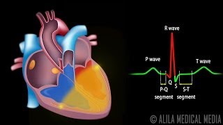 Cardiac Conduction System and Understanding ECG Animation [upl. by Ardnosal]