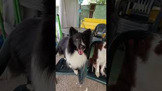 Interrogazione a sorpresa 😂 bordercollie addestramentocani amico4zampe puppy cane [upl. by Dayna]