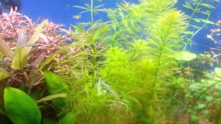 Parrots Feather Myriophyllum aquaticum [upl. by Refanej443]