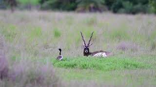 Lesser Florican Courtship Display infront of Blackbuck [upl. by Grati]