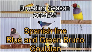 Gouldian Finches Breeding Room Grand Opening Gouldian pairings Red eye Gouldian Bruno part 3 [upl. by Tilly]