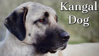 Kangal Dog  Is it right for you [upl. by Annenn801]