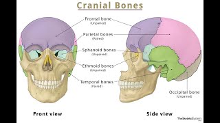 08th Science TN Skeleton System எலும்பு மண்டலம் [upl. by Sidonia]