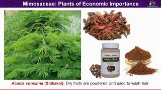 Economic Importance of Mimosaceae Family Mimosaceae Family Economic Plants [upl. by Yenattirb113]