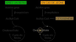 CÉTOGENÈSE ET DIABÈTE [upl. by Eirehc]