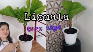 Licuala Care Tips [upl. by Yelena115]