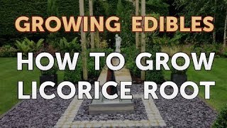 How to Grow Licorice Root [upl. by Ellertnom]