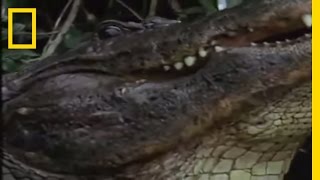 Gator Water Dance  National Geographic [upl. by Ellehcyt]