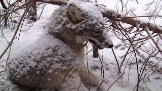 Coyote Snaring [upl. by Carr]