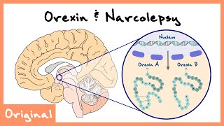 OrexinHypocretin Role In Sleep And Narcolepsy Explained Sleep Neuroscience  Originals [upl. by Ellekim271]