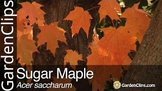 Sugar Maple  Acer saccharum [upl. by Lyram378]