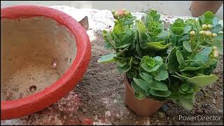 Kalanchoe how to repot without disturbing root ball [upl. by Yelich]