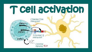 T cell activation  What are the 3 signals for T cell activation T cell differentiation Immunology [upl. by Elawalo239]