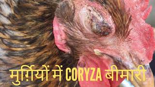 Coryza Disease in chickens [upl. by Yetnom]