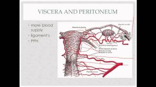 anatomy review  for OB GYN rotation [upl. by Noinatrad768]