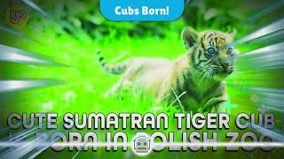 Exciting News Four Adorable Sumatran Tiger Cubs Born in Polish Zoo [upl. by Relly555]