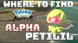 How to get ALPHA PETILIL amp ALPHA HISUIAN LILLIGANT in Pokémon Legends Arceus [upl. by Ahab]