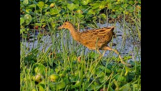 Suara burung yam yaman terbaru [upl. by Naujed]