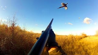 Pheasant Hunting Montana [upl. by Mcnelly190]