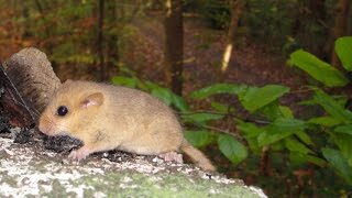 Haselmäuse  hazel dormice  Muscardinus avellanarius [upl. by Atnahs]