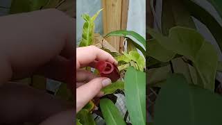 nepenthes pitcher plants plants nepenthes pitcherplants [upl. by Nnylarej]