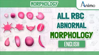 All Abnormal Red blood cells  RBC Morphologies  English [upl. by Ddej]