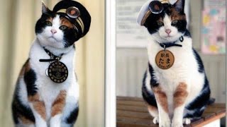 日本悲しん多摩駅長猫 Japan Mourns Tama the Stationmaster Cat [upl. by Carla]