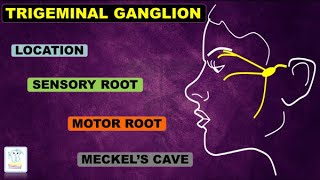 Trigeminal Ganglion amp nerve [upl. by Arodoet]