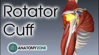 Rotator Cuff  3D Anatomy Tutorial [upl. by Corrinne]