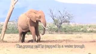 Helping a baby elephant at Tarhi Tsavo East National Park  Sheldrick Trust [upl. by Eelirak]