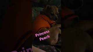 rescuedog doglover chihuahua bestdogever ❤️❤️❤️🐾🐾🦩🌴 [upl. by Rosella]