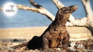 Wonderful Indonesia  Komodo Labuan Bajo [upl. by Radcliffe421]